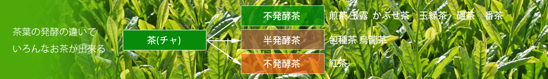 発酵茶イメージ