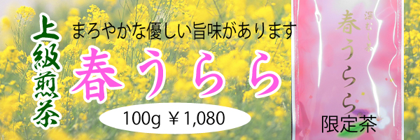 季節限定茶 春うらら