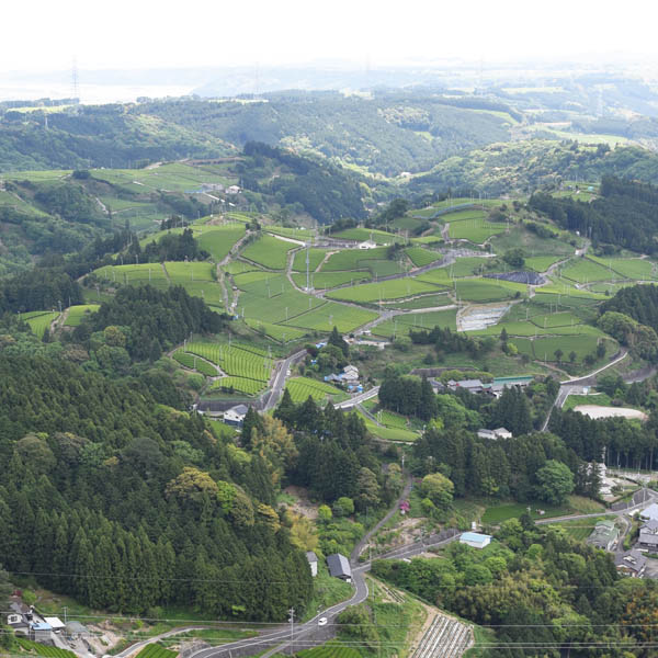 東山地区の茶畑群