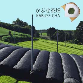 かぶせ茶の畑