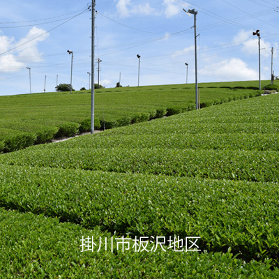 掛川市板沢地区の茶畑