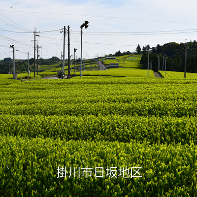 掛川市日坂地区の茶畑