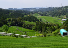 掛川茶農家風景