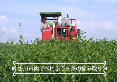 乗用摘採機によるべにふうきの摘み取り