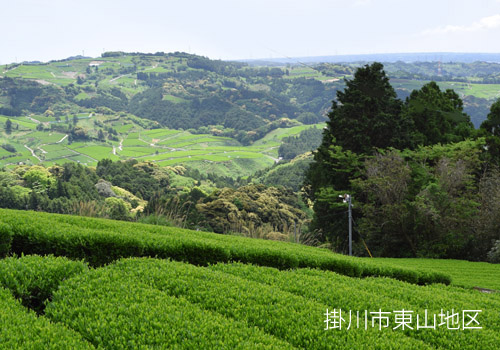 静岡山間地の茶畑