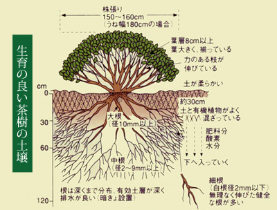 萎凋を用いた烏龍茶