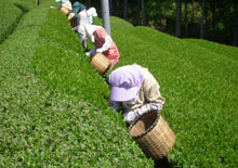 茶摘みのイメージ
