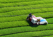 乗用型摘採機による茶摘み