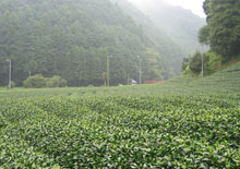 本山茶畑