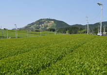 掛川茶畑