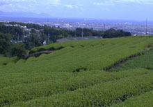 富士宮茶畑