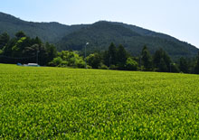 川根茶畑