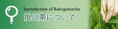 掛川茶について紹介しています