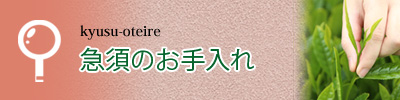 急須の手入れについて紹介しています