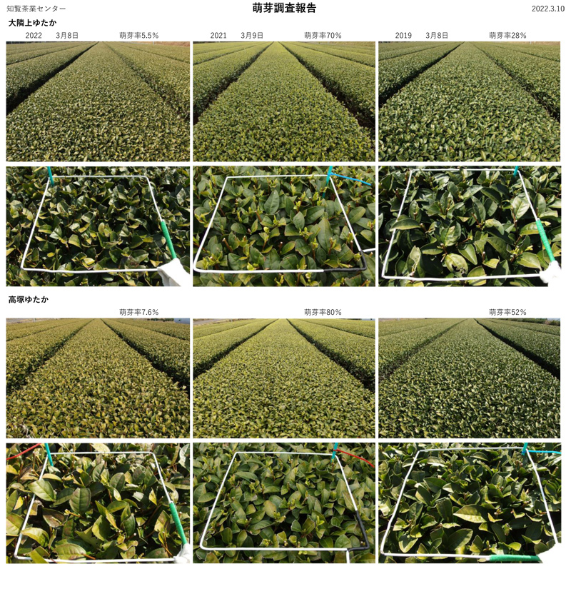 知覧新茶萌芽調査2022年