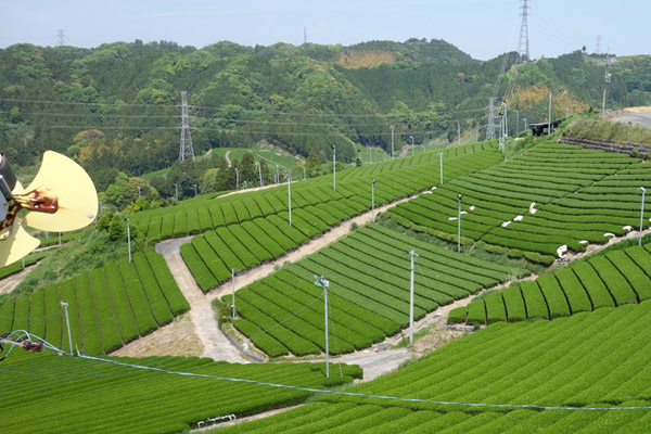 掛川市日坂茶畑