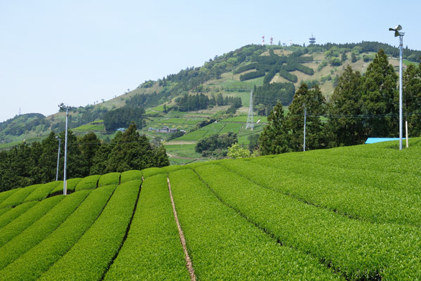 掛川市東山茶畑