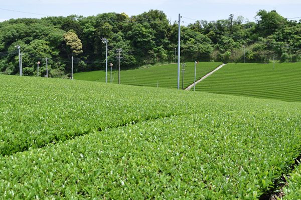 掛川市上内田茶畑