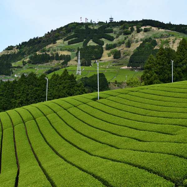 茶畑と粟ヶ岳