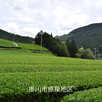 掛川市原泉地区の茶畑