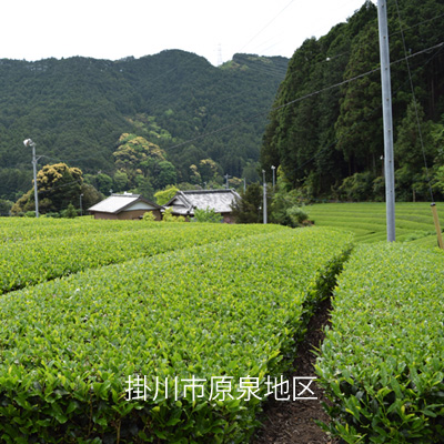 掛川市原泉地区の茶畑