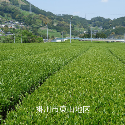 掛川市東山地区の茶畑