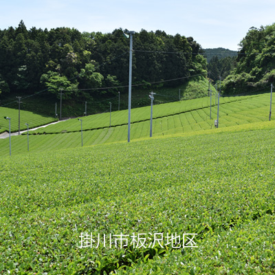 掛川市板沢地区の茶畑