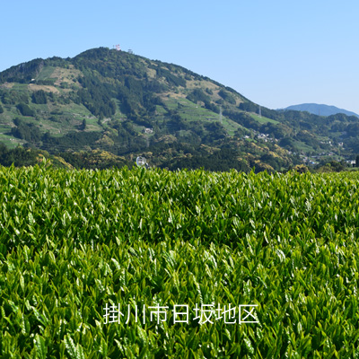 掛川市日坂地区の茶畑