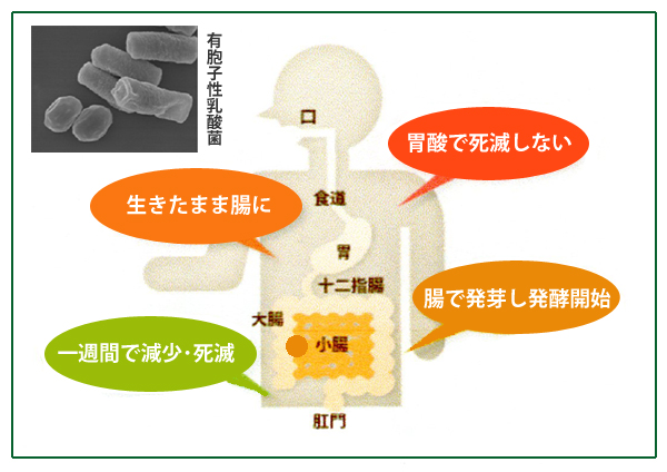 お湯で溶かしてうまい粉末緑茶