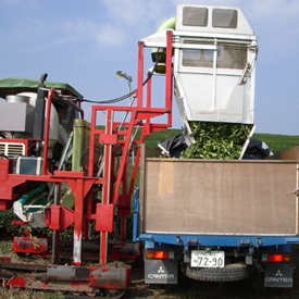摘採茶葉の運搬