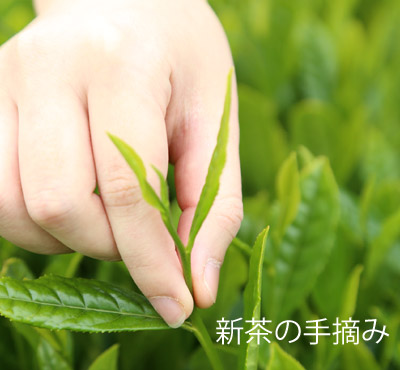 新茶の手摘み