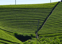 静岡茶